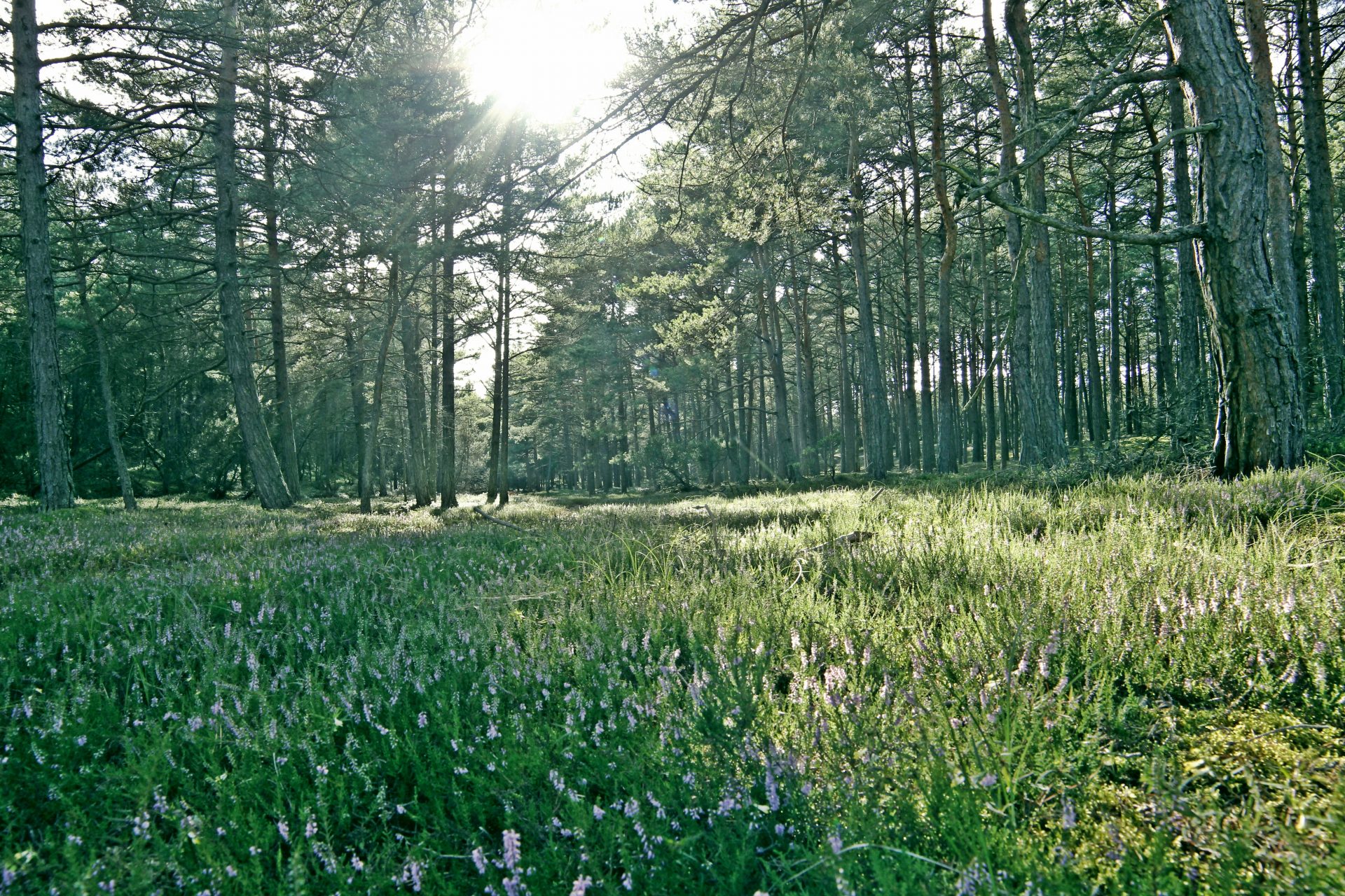 Las w Dębkach – Natura 2000